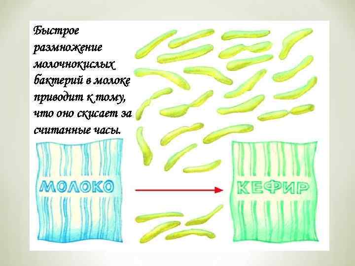 Быстрое размножение молочнокислых бактерий в молоке приводит к тому, что оно скисает за считанные