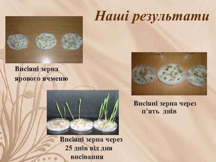 Наші результати Висіяні зерна ярового ячменю Висіяні зерна через п’ять днів Висіяні зерна через