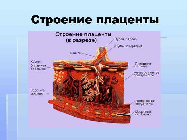 Строение плаценты 