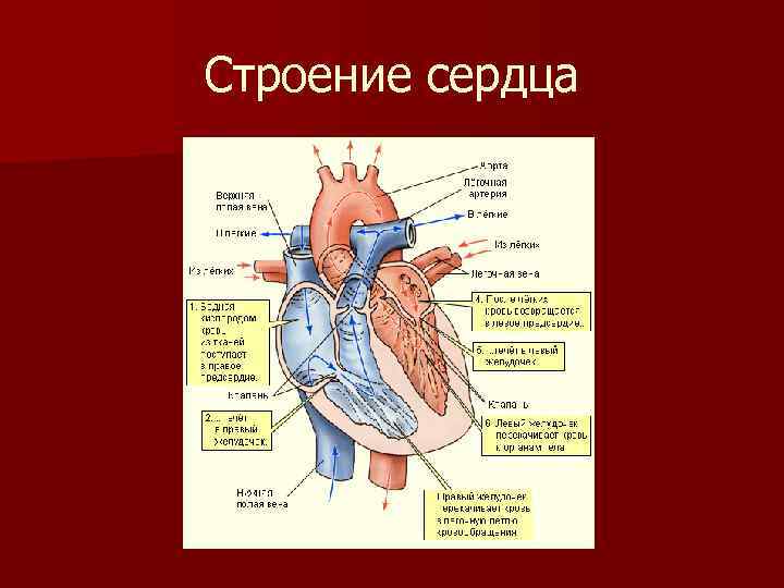 Строение сердца презентация