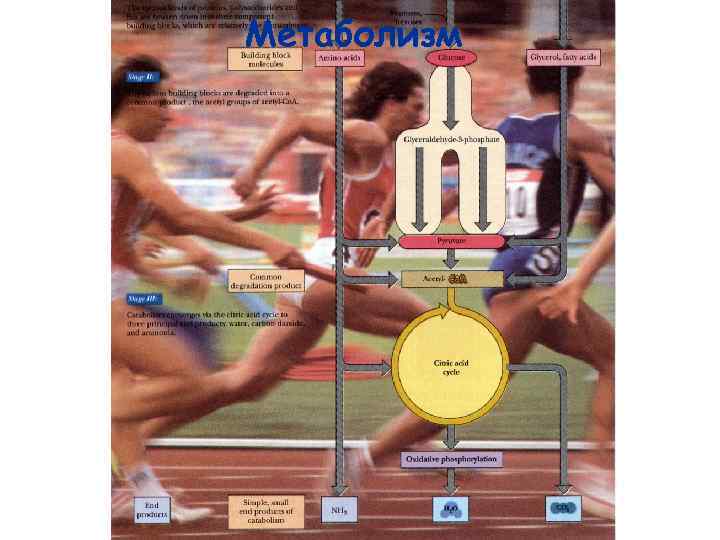 Метаболизм 