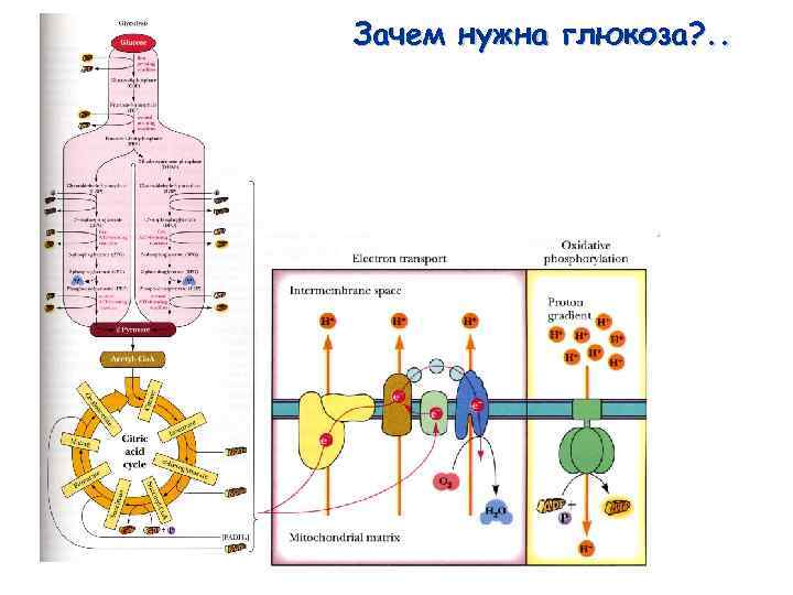 Карта метаболизма человека