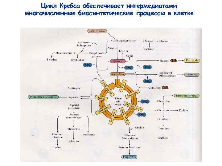 Метаболическая карта человека