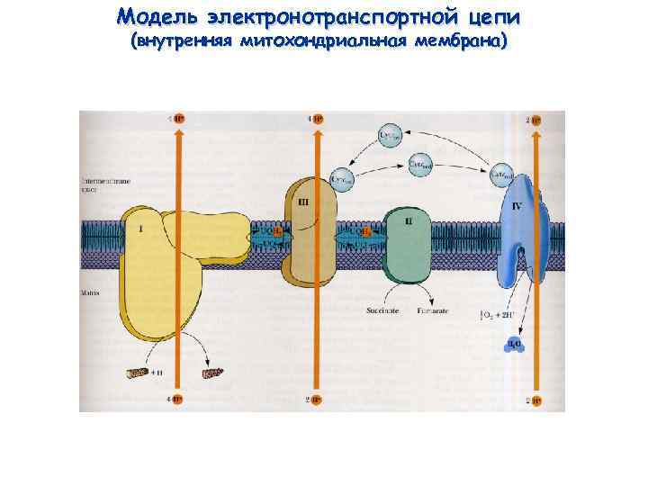 Модель электронотранспортной цепи (внутренняя митохондриальная мембрана) 