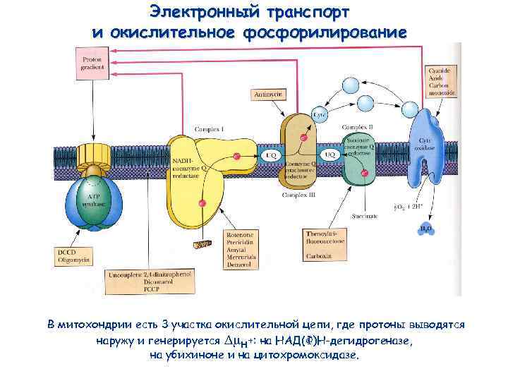 Электронно транспортная цепь схема