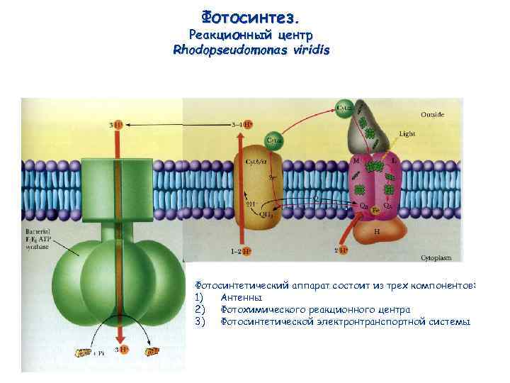 Фотосинтез. Реакционный центр Rhodopseudomonas viridis Фотосинтетический аппарат состоит из трех компонентов: 1) Антенны 2)