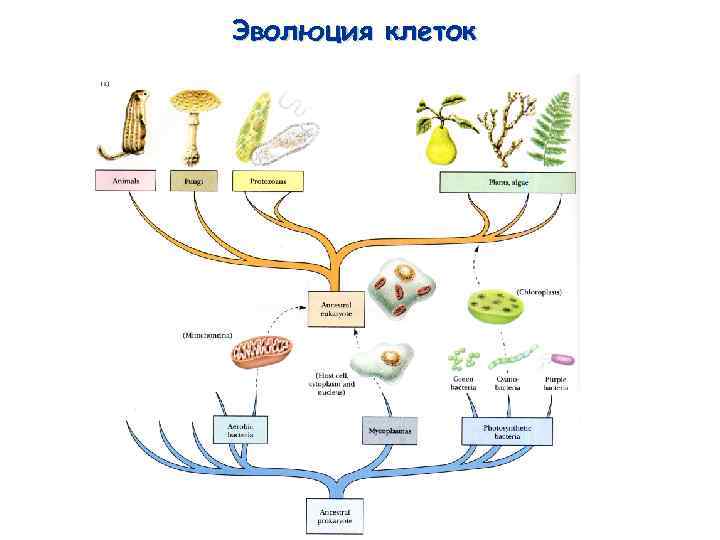 Схема развития клетки