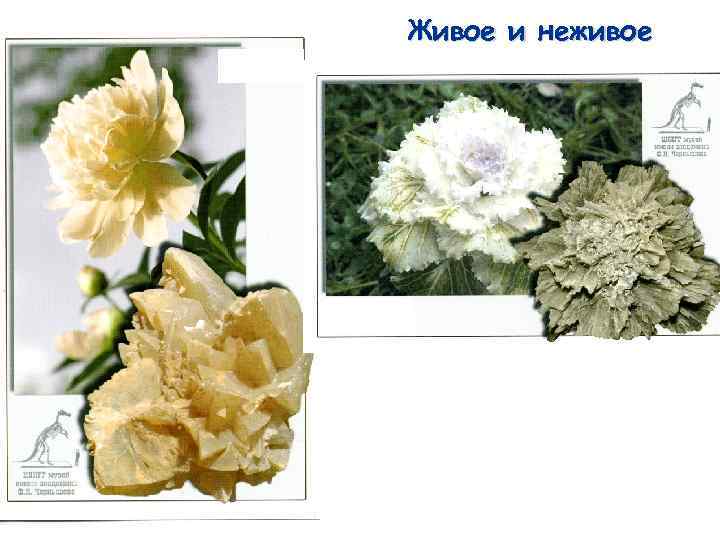 Живое и неживое 