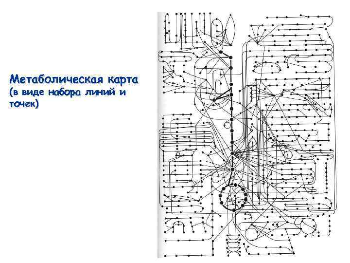 Метаболическая карта человека на русском