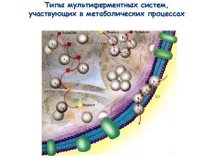 Типы мультиферментных систем, участвующих в метаболических процессах 