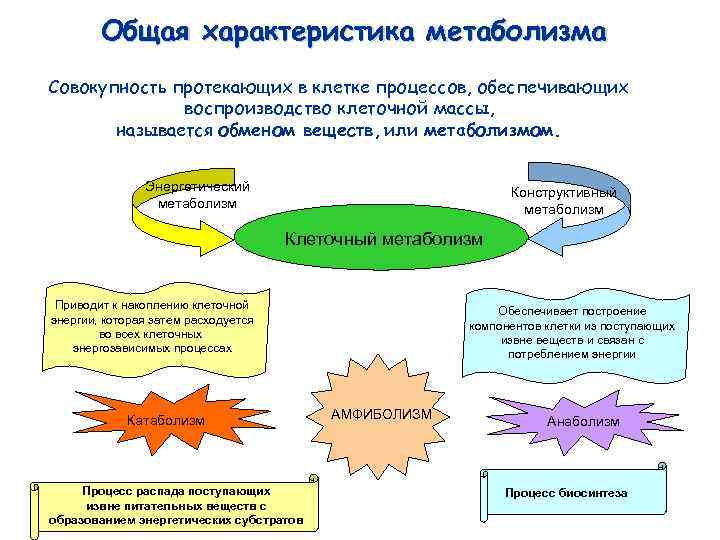 Обмен веществ метаболизм это совокупность