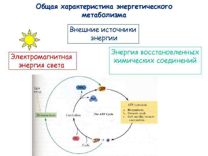 Общая характеристика энергетического метаболизма Внешние источники энергии Электромагнитная энергия света Энергия восстановленных химических соединений