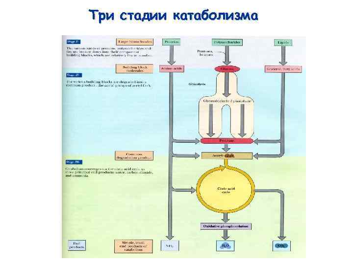 Три стадии катаболизма 