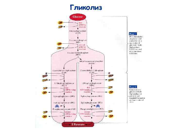 Метаболическая карта человека на русском