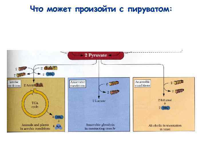 Что может произойти с пируватом: 
