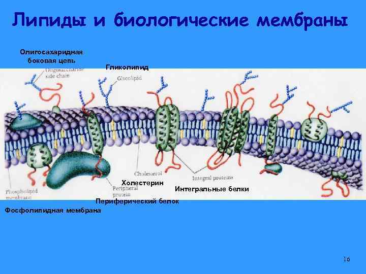 Липиды и биологические мембраны Олигосахаридная боковая цепь Гликолипид Холестерин Интегральные белки Периферический белок Фосфолипидная