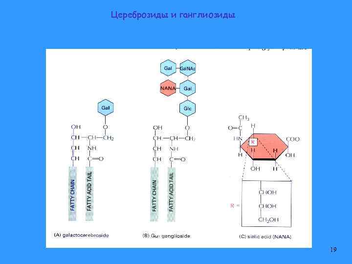 Цереброзиды и ганглиозиды 19 