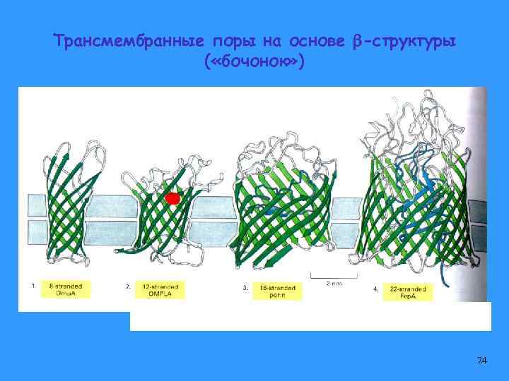 Трансмембранные поры на основе -структуры ( «бочонок» ) 24 