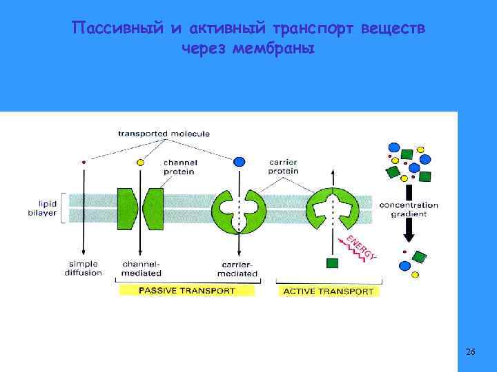 Пассивный и активный транспорт веществ через мембраны 26 