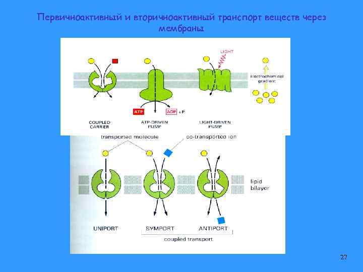 Первичноактивный и вторичноактивный транспорт веществ через мембраны 27 