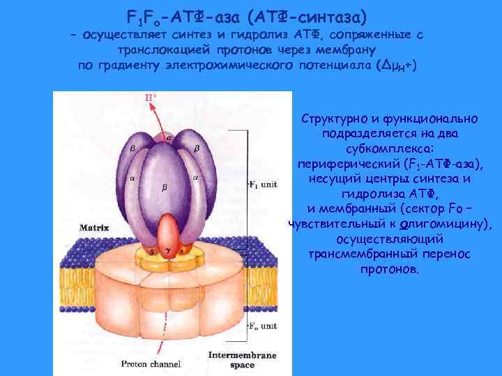 Строение атф синтеза. АТФ синтаза f1 f0. Функции АТФ синтазы. АТФ синтаза строение биохимия. АТФ синтаза Синтез АТФ.