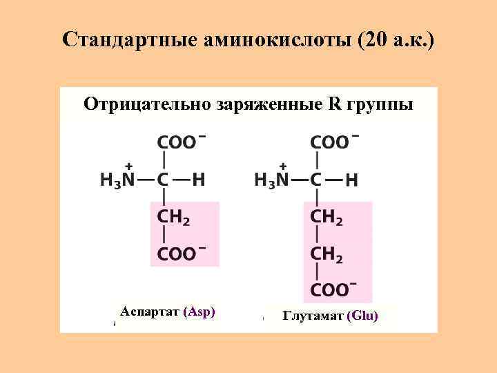 Стандартные аминокислоты (20 а. к. ) Отрицательно заряженные R группы Аспартат (Asp) Глутамат (Glu)