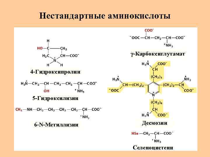 Нестандартные аминокислоты γ-Карбоксиглутамат 4 -Гидроксипролин 5 -Гидроксилизин 6 -N-Метиллизин Десмозин Селеноцистеин 