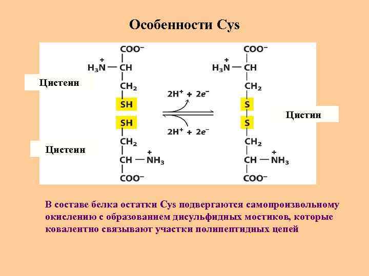 Особенности Cys Цистеин В составе белка остатки Cys подвергаются самопроизвольному окислению с образованием дисульфидных
