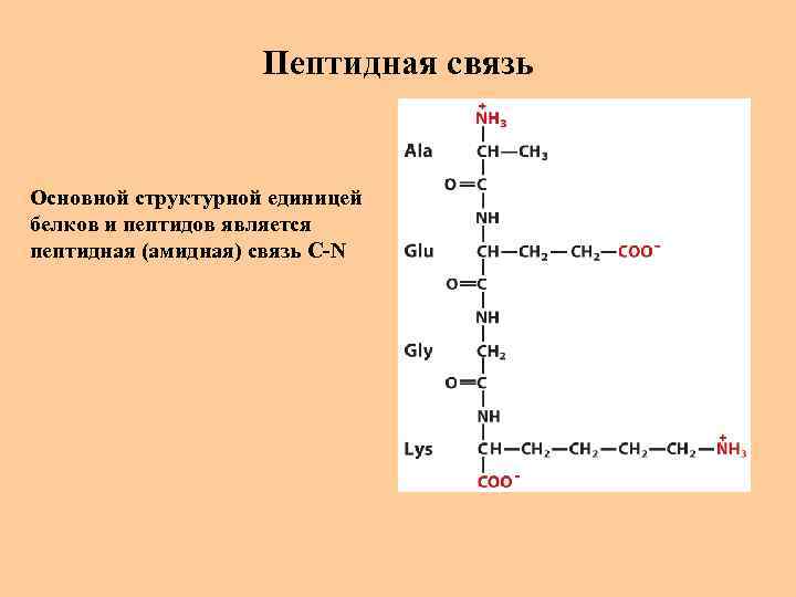 Пептидная связь Основной структурной единицей белков и пептидов является пептидная (амидная) связь C-N 