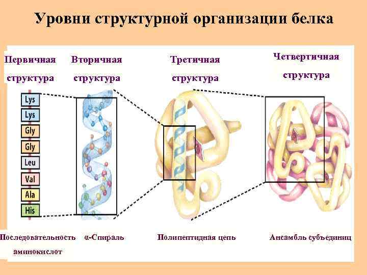 Уровни структурной организации белка Первичная Вторичная Третичная Четвертичная структура Последовательность аминокислот α-Спираль Полипептидная цепь