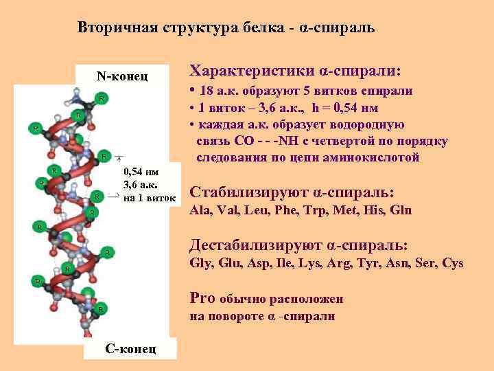 Вторичная структура белка - α-спираль N-конец Характеристики α-спирали: • 18 а. к. образуют 5