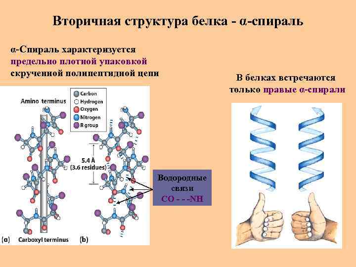 Вторичная структура белка - α-спираль α-Спираль характеризуется предельно плотной упаковкой скрученной полипептидной цепи Водородные
