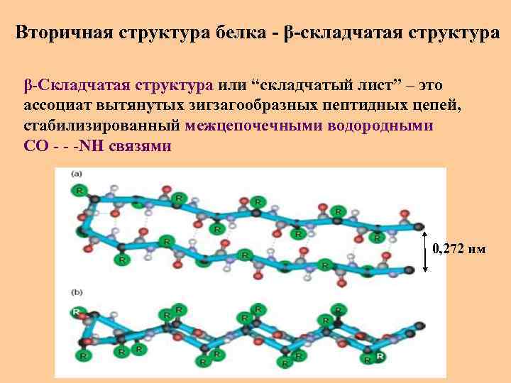 Вторичная структура белка - β-складчатая структура β-Складчатая структура или “складчатый лист” – это ассоциат