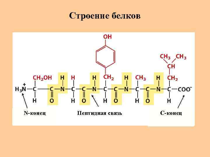 Строение белков N-конец Пептидная связь C-конец 