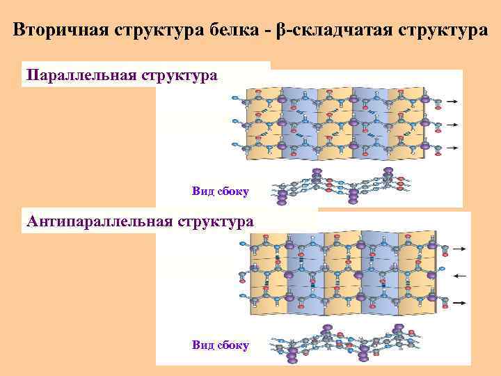Вторичная структура белка - β-складчатая структура Параллельная структура Вид сбоку Антипараллельная структура Вид сбоку