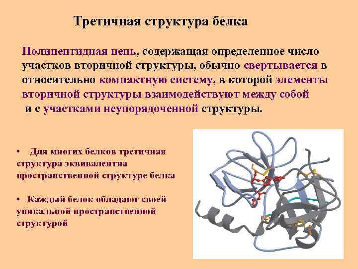 Третичная структура белка Полипептидная цепь, содержащая определенное число участков вторичной структуры, обычно свертывается в