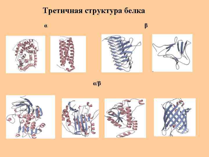 Третичная структура белка α β α/β 