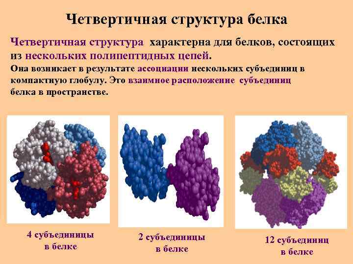 Четвертичная структура белка Четвертичная структура характерна для белков, состоящих из нескольких полипептидных цепей. Она