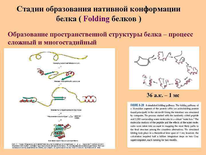 Стадии образования нативной конформации белка ( Folding белков ) Образование пространственной структуры белка –
