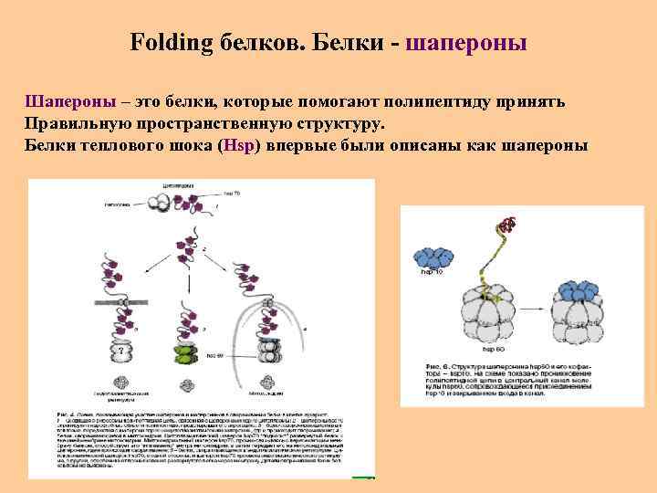Folding белков. Белки - шапероны Шапероны – это белки, которые помогают полипептиду принять Правильную
