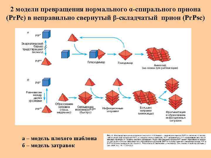 2 модели превращения нормального α-спирального приона (Рr. Рс) в неправильно свернутый β-складчатый прион (Рr.