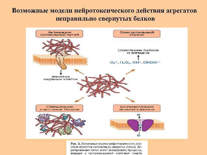 Возможные модели нейротоксического действия агрегатов неправильно свернутых белков 