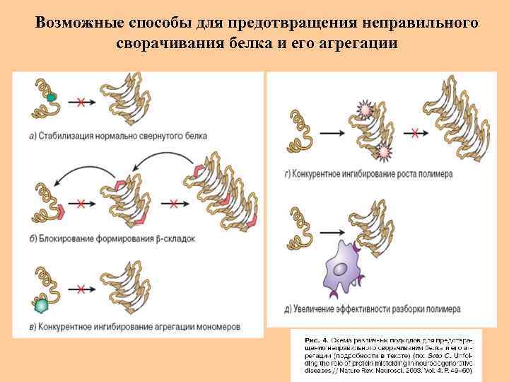 Возможные способы для предотвращения неправильного сворачивания белка и его агрегации 