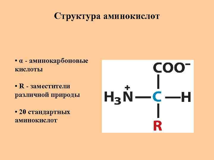 Структура аминокислот • α - аминокарбоновые кислоты • R - заместители различной природы •