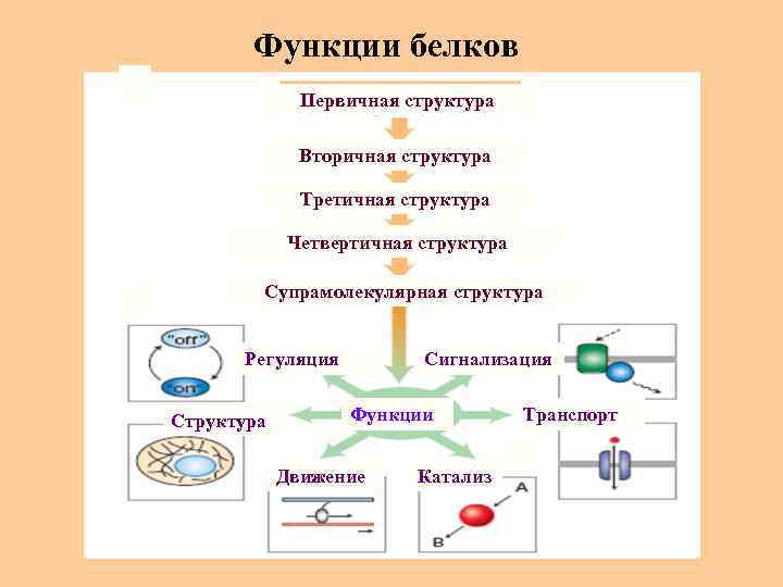 Функции белков Первичная структура Вторичная структура Третичная структура Четвертичная структура Супрамолекулярная структура Регуляция Структура