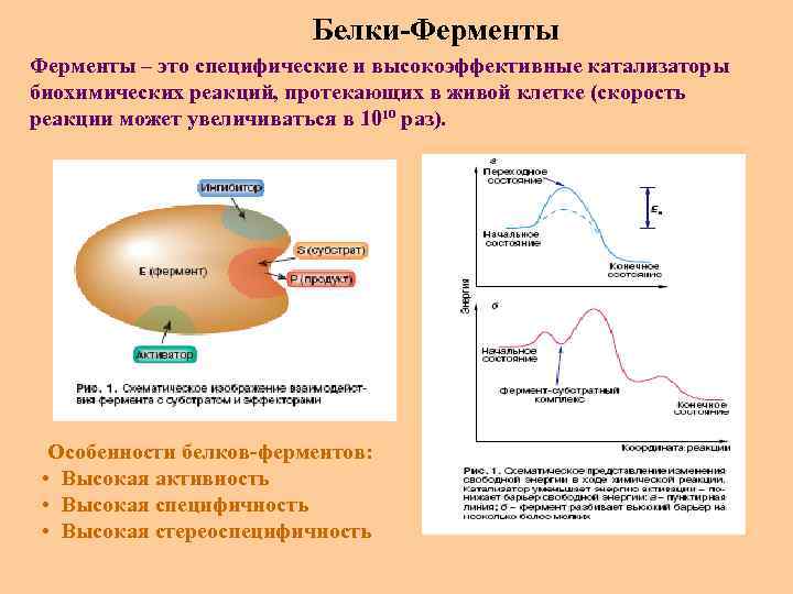 Белки-Ферменты – это специфические и высокоэффективные катализаторы биохимических реакций, протекающих в живой клетке (скорость