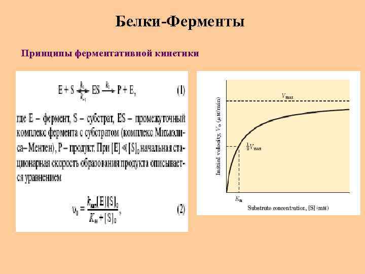 Белки-Ферменты Принципы ферментативной кинетики 
