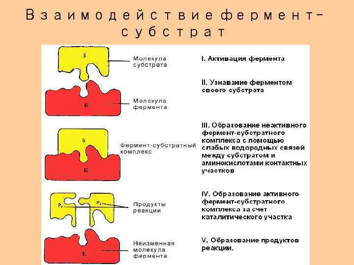 Взаимодействие ферментсубстрат 