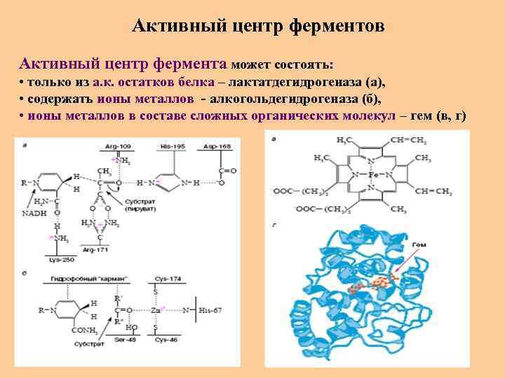 Активный центр ферментов Активный центр фермента может состоять: • только из а. к. остатков