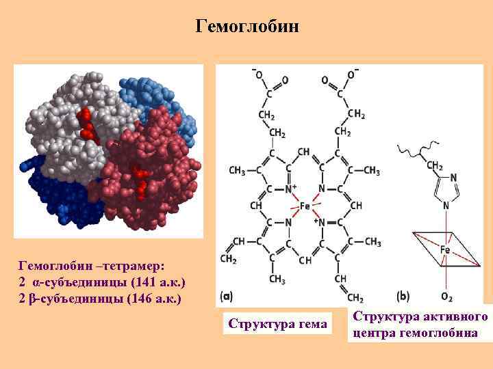 Гемоглобин –тетрамер: 2 α-субъединицы (141 а. к. ) 2 β-субъединицы (146 а. к. )